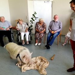 Ein Minischwein mit seinem Betreuer zwischen erstaunten SeniorInnen