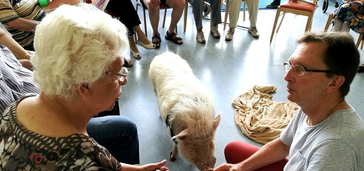 Ein Minischwein mit seinem Betreuer schenken einer Seniorinnen Aufmerksamkeit