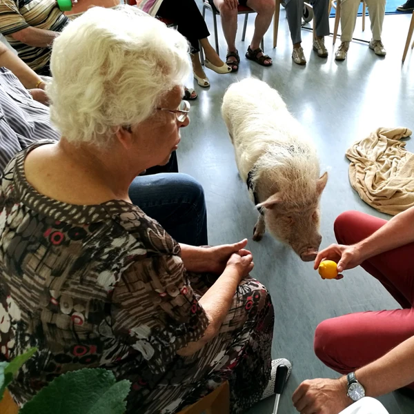 Ein Minischwein mit seinem Betreuer schenken einer Seniorinnen Aufmerksamkeit