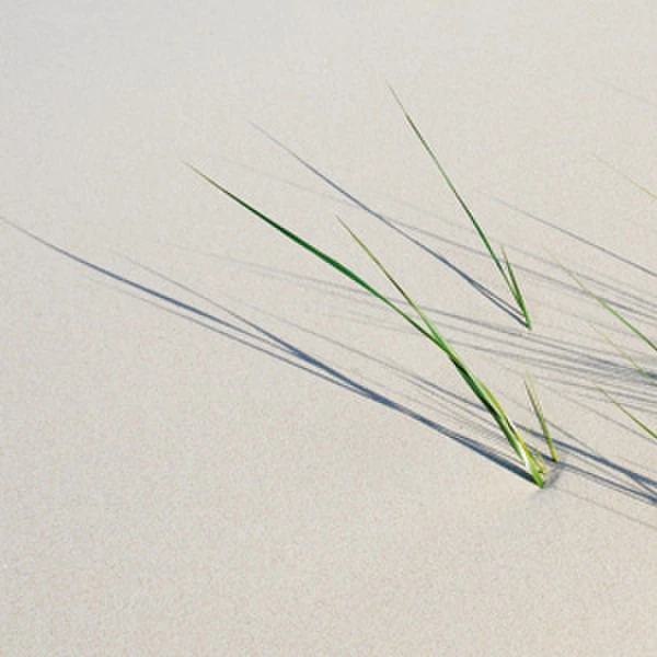 Düne mit Gräsern